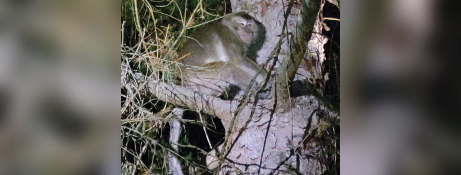 Lab Monkeys Heading To A Quarantine Facility Escaped On The Highway ...